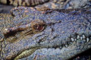 20 - Ferme aux crocodiles à Bangkok